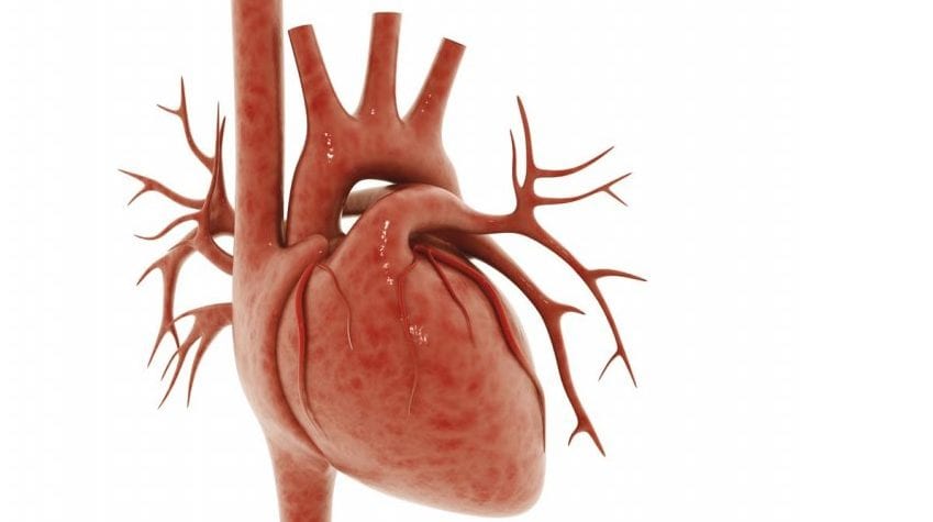 Mikroskładniki odżywcze wspomagają funkcję mięśnia sercowego