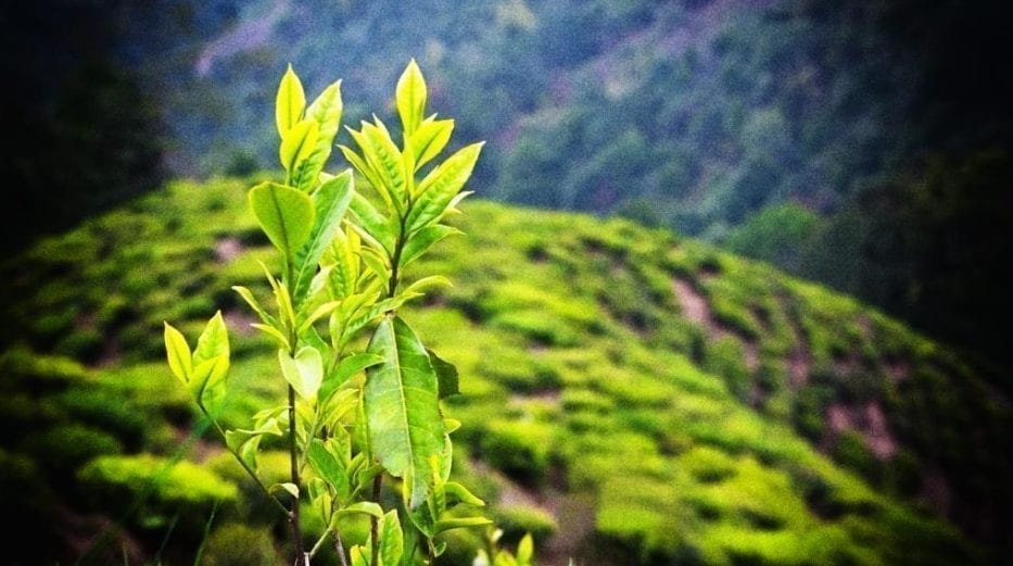 Ekstrakt z zielonej herbaty może zapobiegać rakowi prostaty