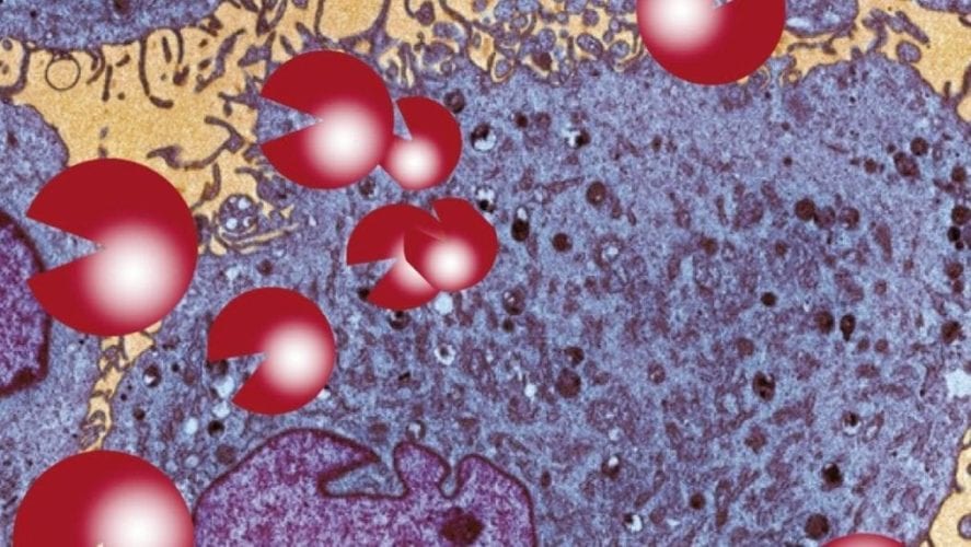 Mikroskładniki odżywcze hamują wzrost komórek białaczkowych