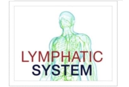 Znaczenie układu limfatycznego