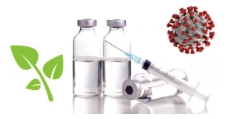Szczepionki, fitoskładniki i koronawirusy