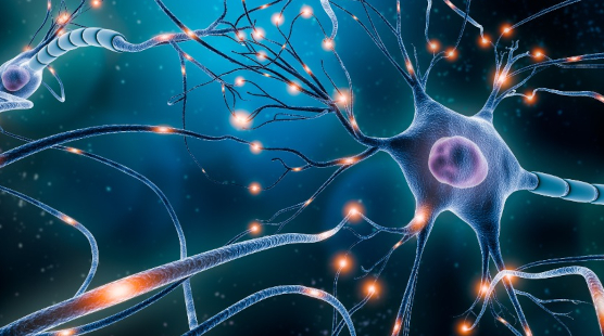 11 naturalnych związków, które pomagają budować nowe komórki mózgowe