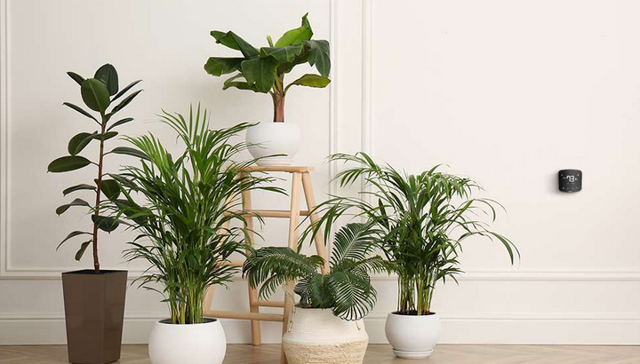 28 najlepszych roślin oczyszczających powietrze dla Twojego zdrowia i lepszej jakości powietrza w pomieszczeniach