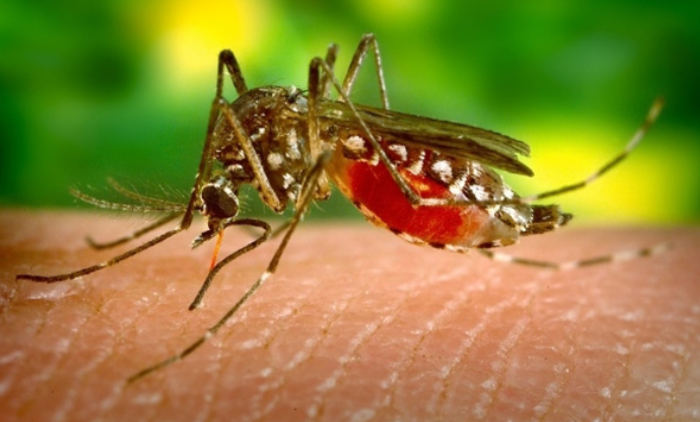 Reżim Bidena i NATO mogą współpracować z Billem Gatesem, aby zaatakować Rosję rozprzestrzeniającymi się genetycznie zmutowanymi komarami