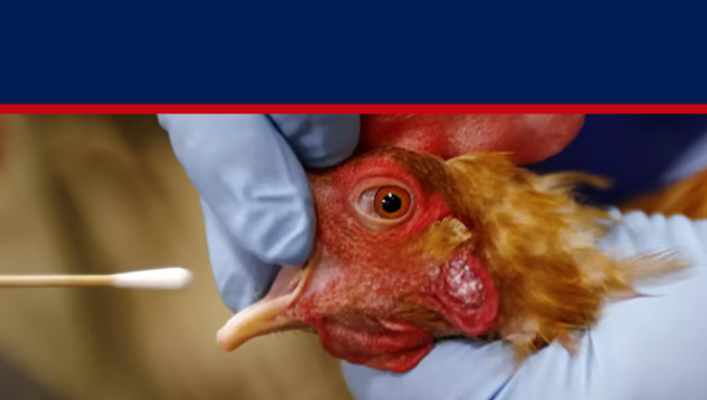 Czy fałszywa pandemia ptasiej grypy będzie końcem hodowli zwierząt i zapoczątkuje racjonowanie żywności?