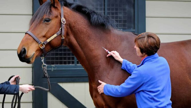 Eksperymentalna szczepionka mRNA przeciwko wirusowi Hendra firmy Pfizer wywołuje falę nagłych, bolesnych zgonów koni
