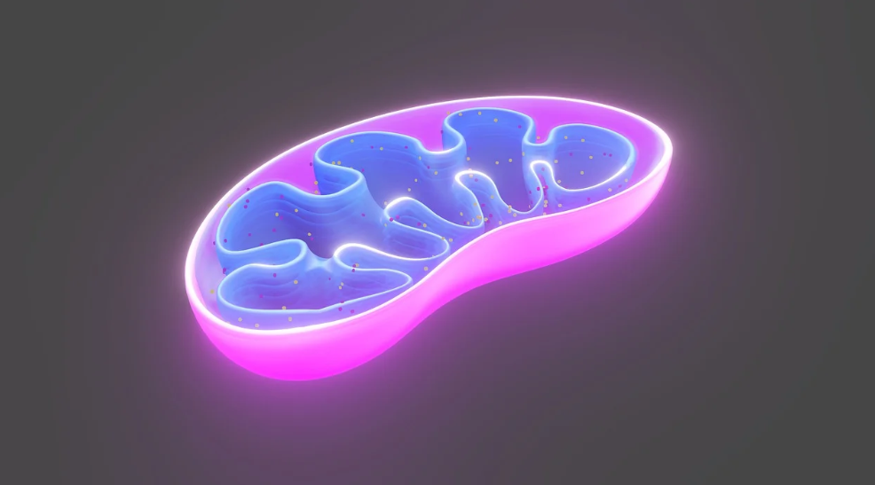 Jak mierzyć i optymalizować zdrowie mitochondriów