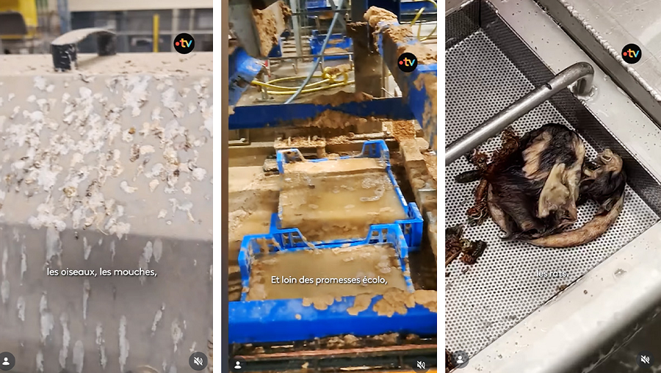 Robactwo, zgnilizna, brud: Przerażające zdjęcia z farmy owadów demaskują zieloną agendę