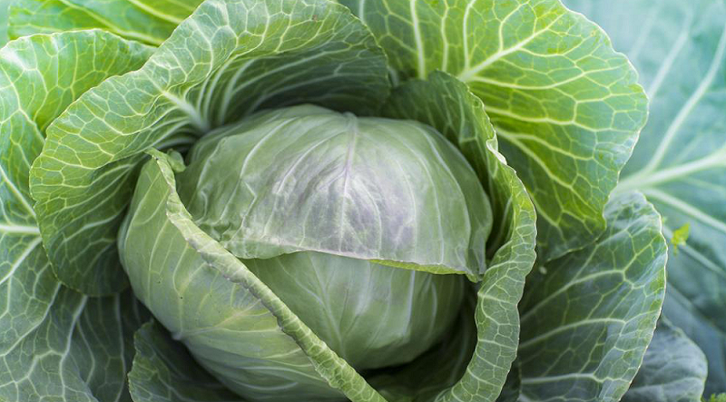 Wykorzystaj potencjał tych piętnastu warzyw z rodziny kapustowatych, aby zwalczyć zespół jelita drażliwego i przywrócić równowagę hormonalną