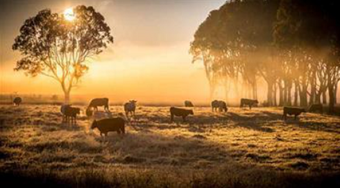 Dziesięć rzeczy, które warto wiedzieć o szczepionkach DNA i RNA dla zwierząt gospodarskich