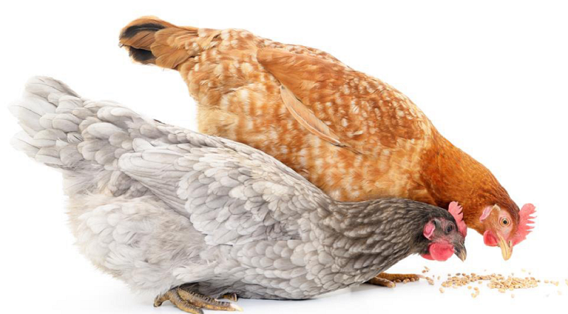 Mięso z kurczaka jest pełnowartościowym źródłem białka, bogatym w aminokwasy, jednak na jego wartość odżywczą wpływają rasa kurczaka oraz dostęp do pastwisk