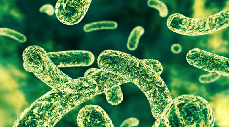Probiotyki i związek między jelitami a układem odpornościowym: Naturalna ochrona przed współczesnymi zagrożeniami dla zdrowia
